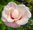 Chawton Cottage rose photo