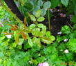 Chawton Cottage rose photo