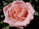 Rosy Reunion rose photo