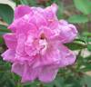 Bengale Camellia rose photo