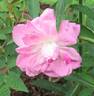 Bengale Camellia rose photo