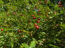 <i>R. arvensis</i> Huds. rose photo