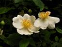 <i>R. arvensis</i> Huds. rose photo