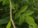 <i>R. arvensis</i> Huds. rose photo