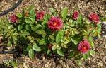 Midnight Fire rose photo
