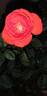 Chorus, Cl. rose photo