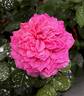 Abdiel rose photo