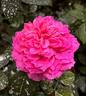 Abdiel rose photo