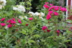 F. J. Grootendorst rose photo