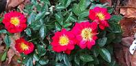 Bee's Paradise rose photo