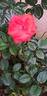 Chorus, Cl. rose photo