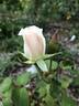 British Queen rose photo