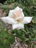 British Queen rose photo