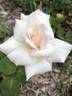 British Queen rose photo
