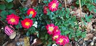 Bee's Paradise rose photo