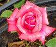 Ruby Pendant rose photo
