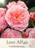 Love Affair rose photo