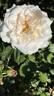 Pearl of Niagara rose photo