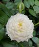 Alabaster rose photo