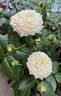 Alabaster rose photo