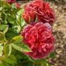 Midnight Fire rose photo