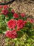 Midnight Fire rose photo