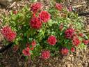 Midnight Fire rose photo