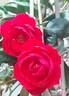 Grand Hotel ® rose photo
