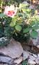 Fancy Babylon Eyes rose photo