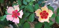 Fancy Babylon Eyes rose photo