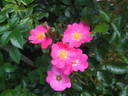 Abigail Rose rose photo