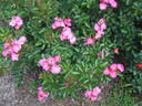 Abigail Rose rose photo