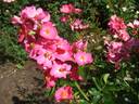 Abigail Rose rose photo