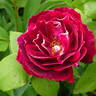 Baron Girod de l'Ain rose photo