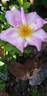Marguerite Hilling rose photo