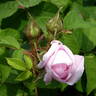 Gloire des Mousseux rose photo