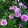 Rose de Meaux rose photo