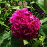 Rose du Roi à Fleurs Pourpres rose photo