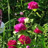 Baron Girod de l'Ain rose photo