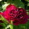 Baron Girod de l'Ain rose photo