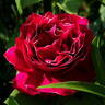Baron Girod de l'Ain rose photo