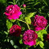 Baron Girod de l'Ain rose photo