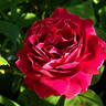 Baron Girod de l'Ain rose photo