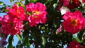 Bajazzo rose photo