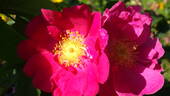 <i>Rosa gallica splendens</i> rose photo