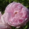Gloire des Mousseux rose photo