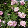 Céleste rose photo
