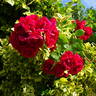 Sympathie ® rose photo