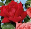 Hilda Heinemann rose photo