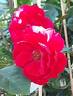 Grand Hotel ® rose photo